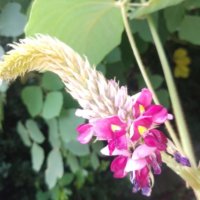 葛(クズ)の花言葉｜花の特徴や効能、食べることができる？の画像