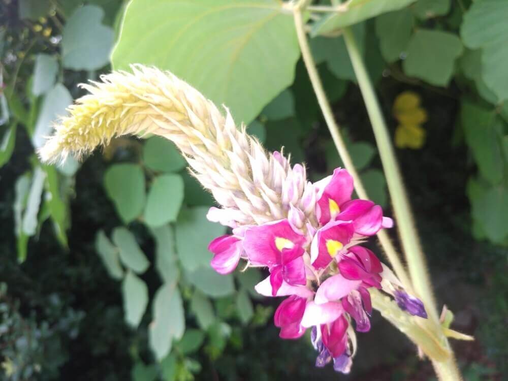 葛 クズ の花言葉 花の特徴や効能 食べることができる Greensnap グリーンスナップ