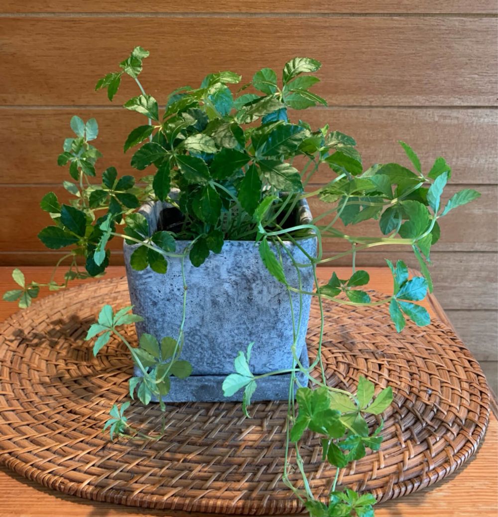 シュガーバイン