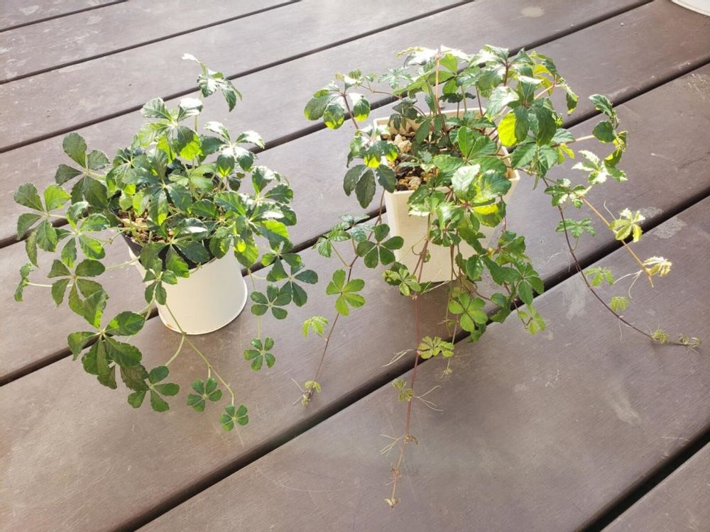 シュガーバイン