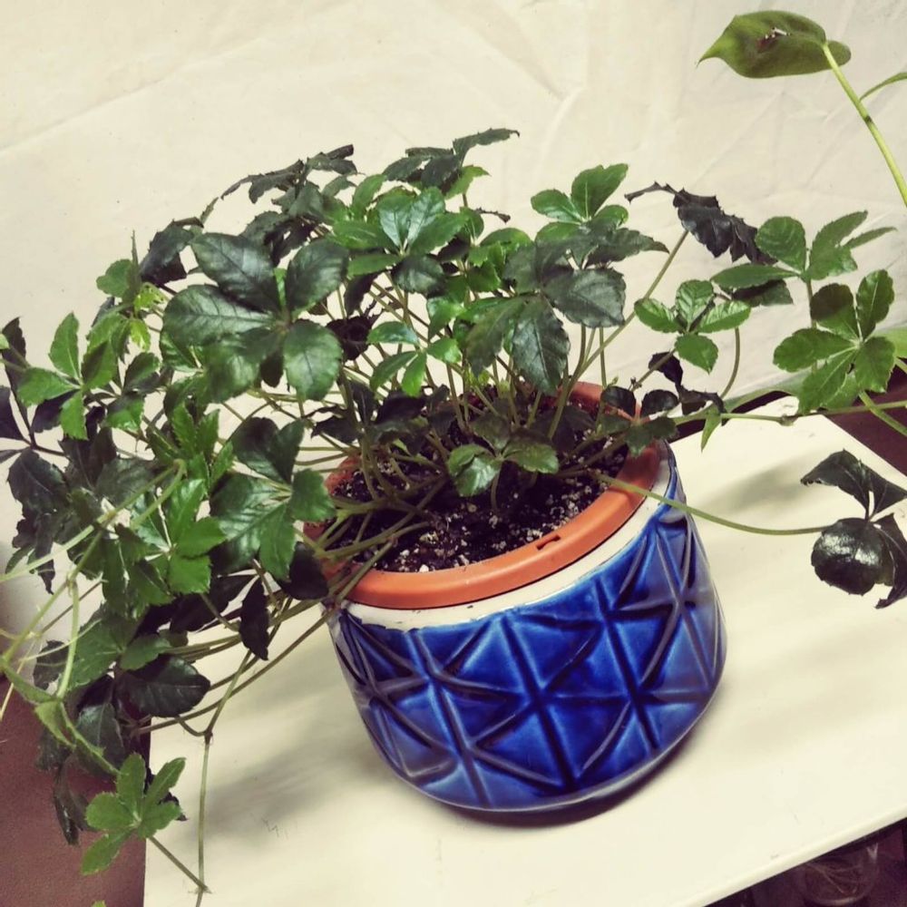 シュガーバイン