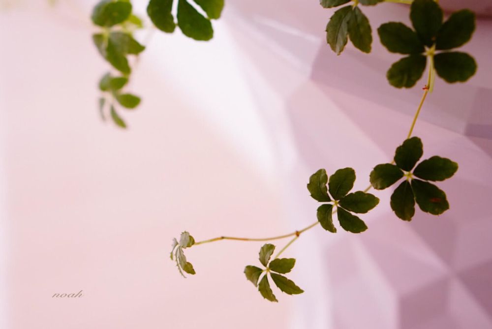 シュガーバイン