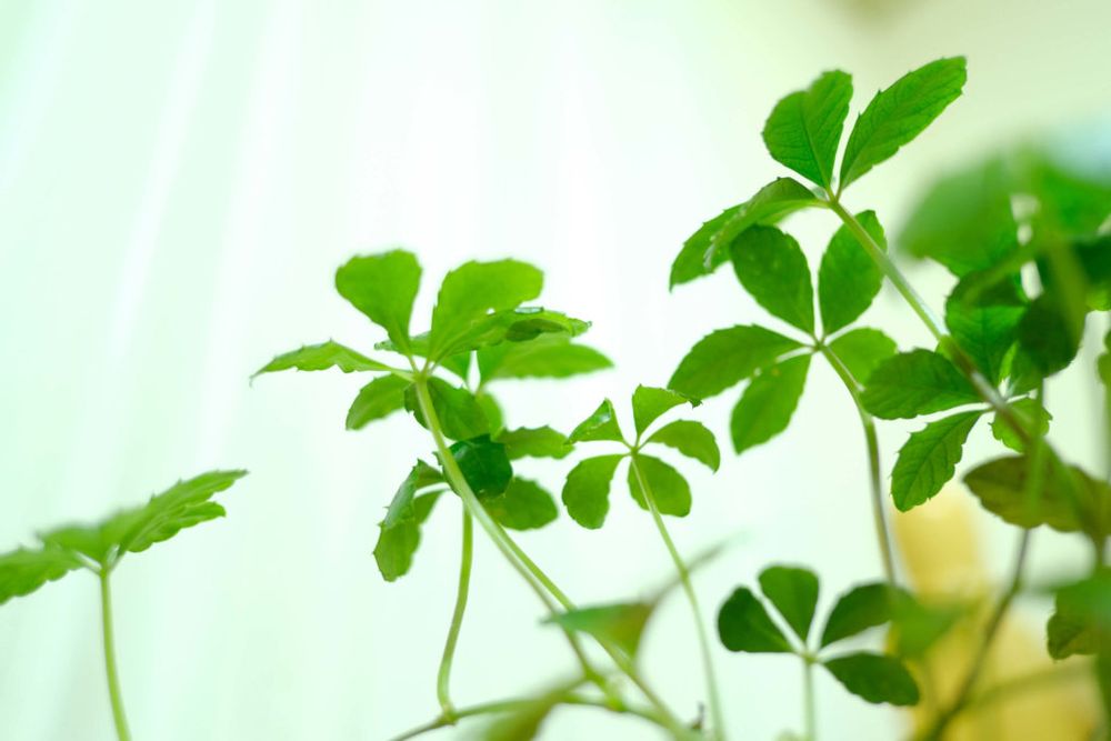 シュガーバイン