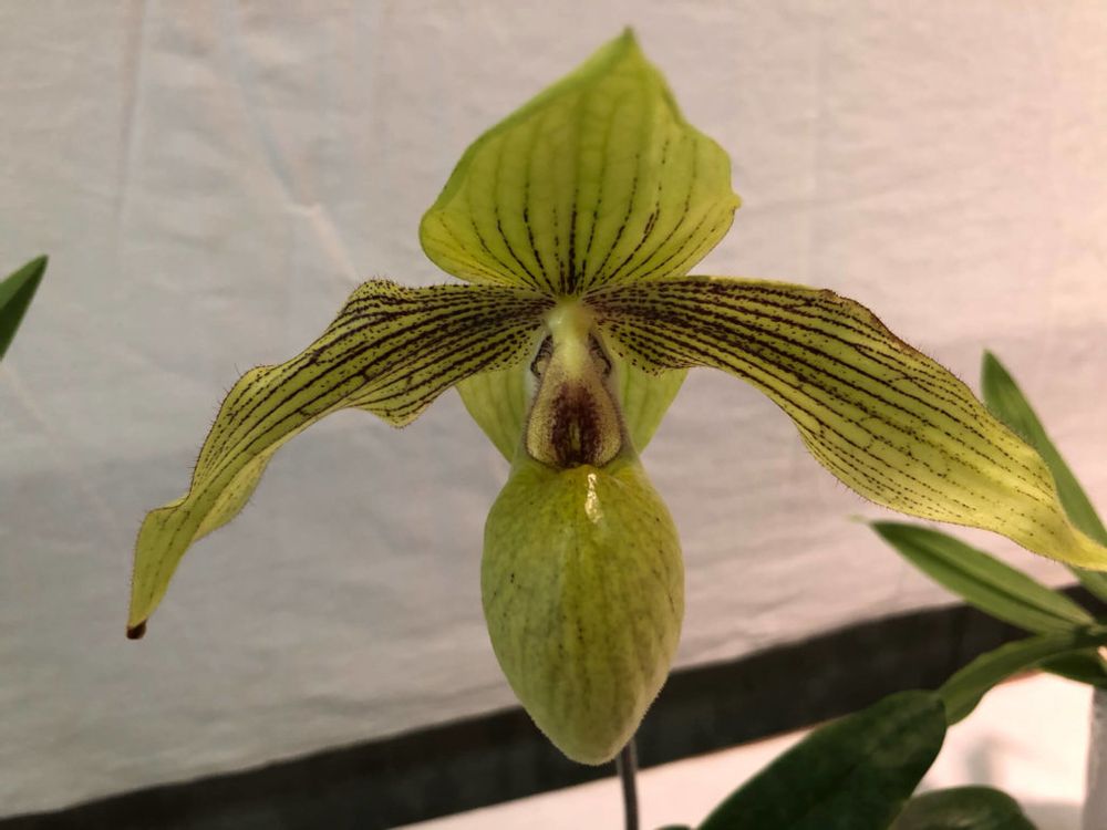 パフィオペディラム