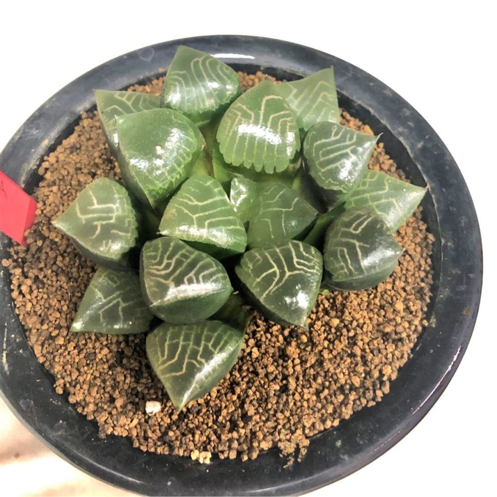 ハオルチア・コレクタ