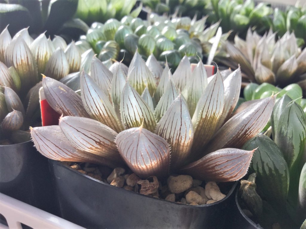 多肉植物ハオルチア黒紫蝶親株 多肉植物ハオルチア黒紫蝶親株