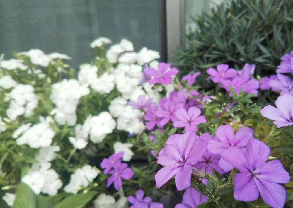 フロックス　紫色の花