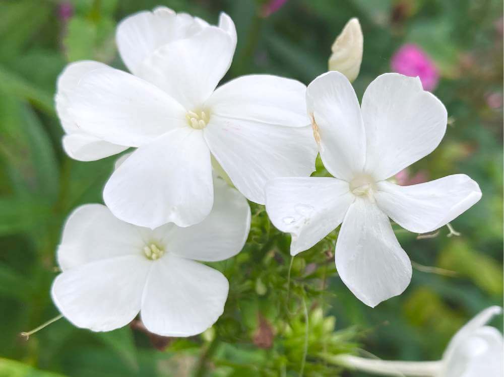 フロックスの花言葉 花の特徴 白や紫などの種類は Greensnap グリーンスナップ