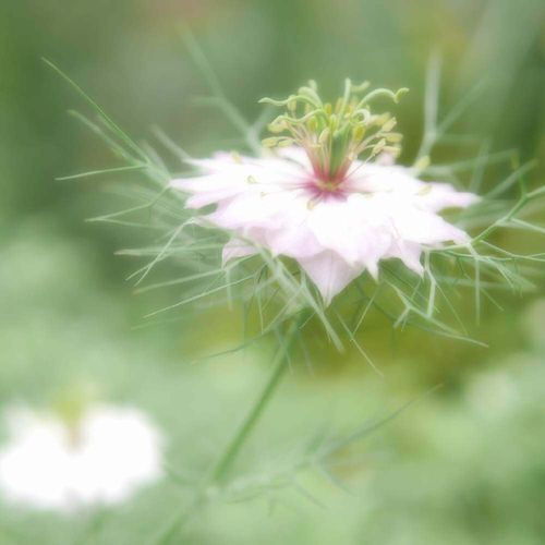 ニゲラ クロタネソウ の花言葉 花や種の特徴 種類はどれくらい Greensnap グリーンスナップ