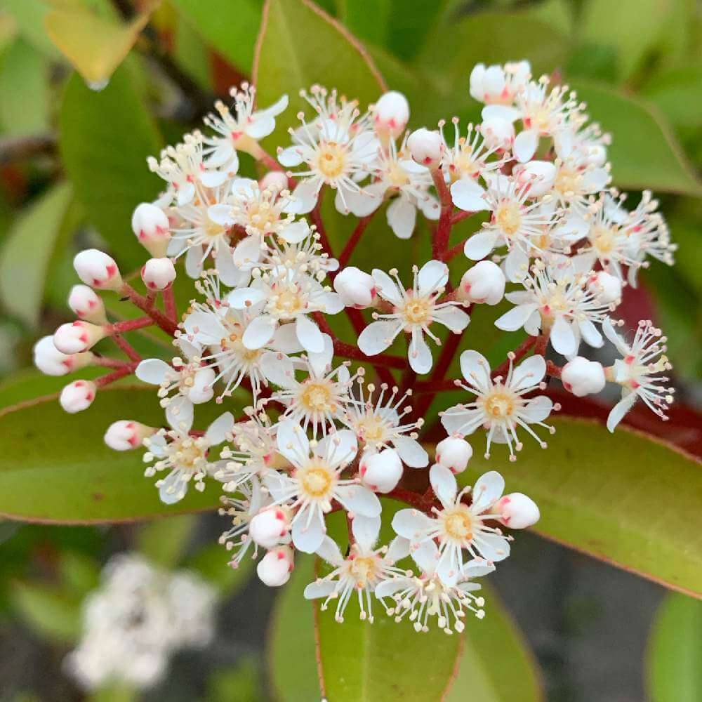 カナメモチの花言葉 花の特徴や種類 生垣におすすめ Greensnap グリーンスナップ