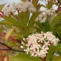 カナメモチの花言葉｜花の特徴や種類、生垣におすすめ！の画像