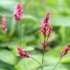 藍（アイ）の花言葉｜花の時期や種類、藍染の材料になるの画像