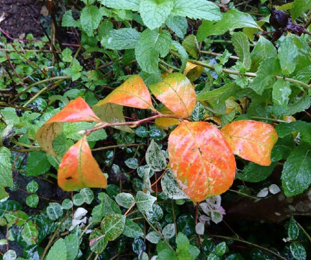 ヒメシャラ 姫沙羅 の花言葉 花の特徴や木の種類 風水の効果もある Greensnap グリーンスナップ