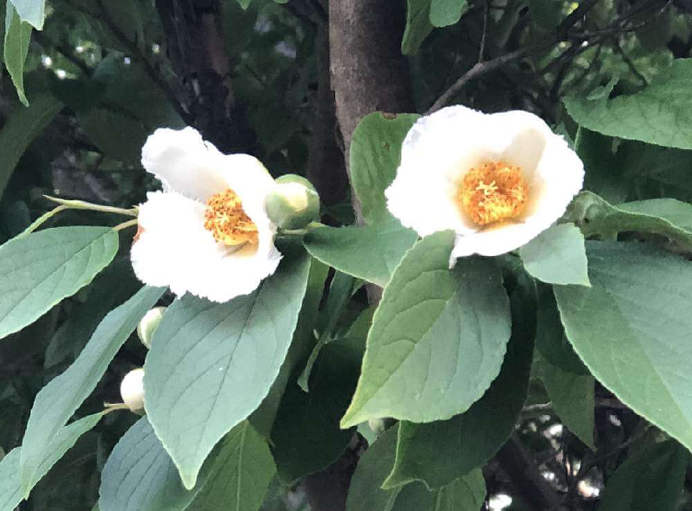 ヒメシャラ 姫沙羅 の花言葉 花の特徴や木の種類 風水の効果もある Greensnap グリーンスナップ