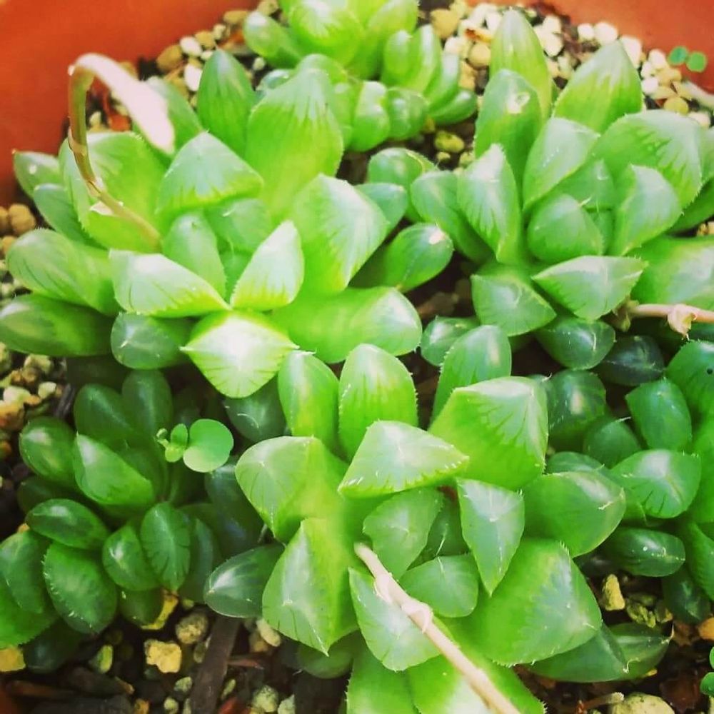 ハオルチア・オブツーサ