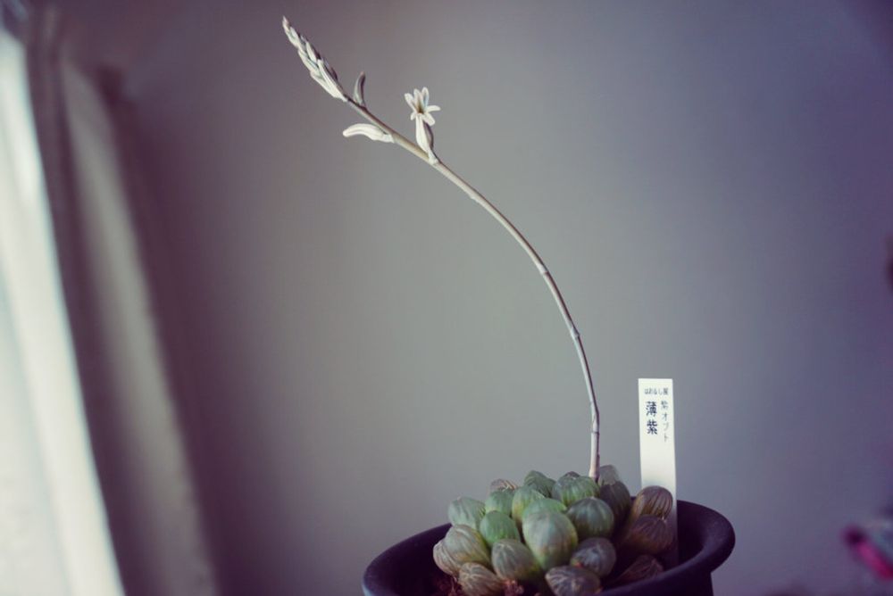 ハオルチア・オブツーサ