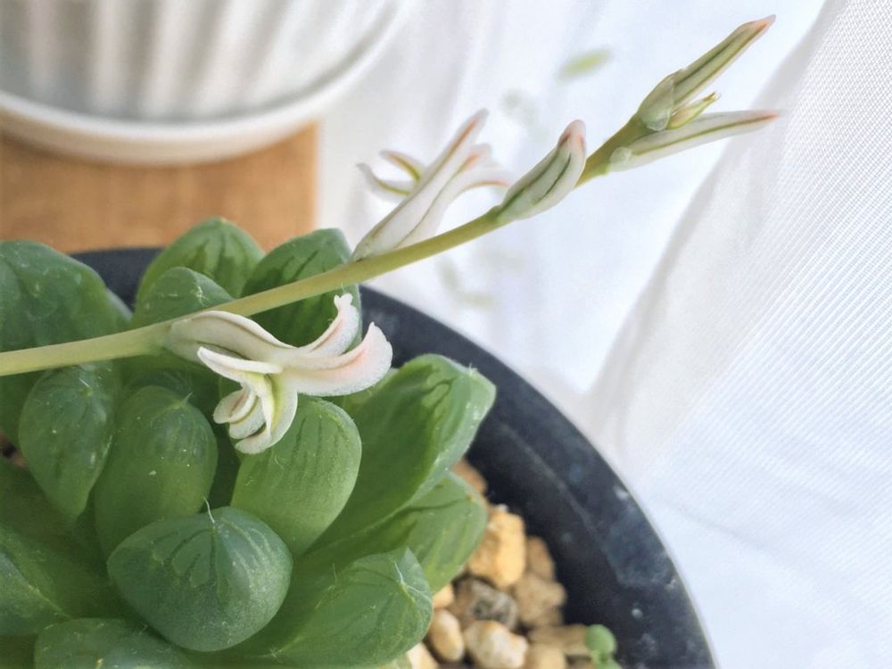 ハオルチア・オブツーサ