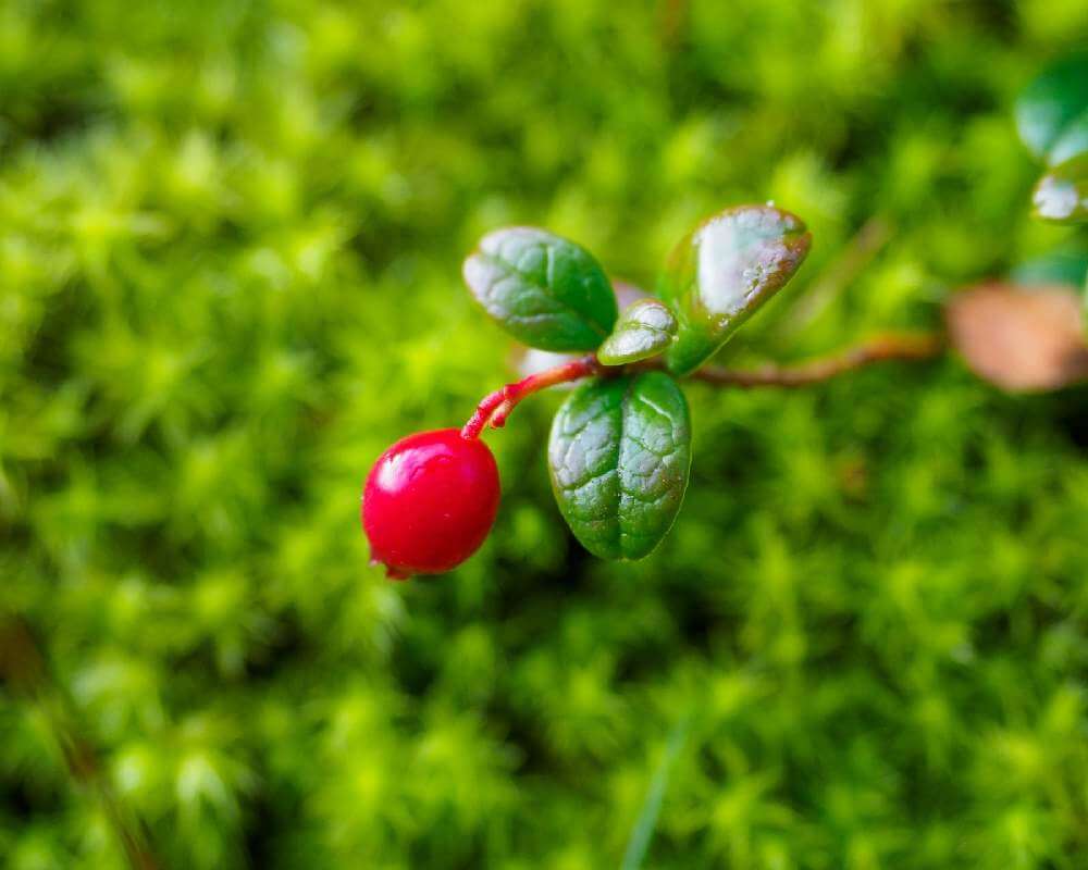 コケモモの花言葉 花や実の特徴 意味や種類は Greensnap グリーンスナップ