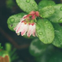 コケモモの花言葉｜花や実の特徴、意味や種類は？の画像