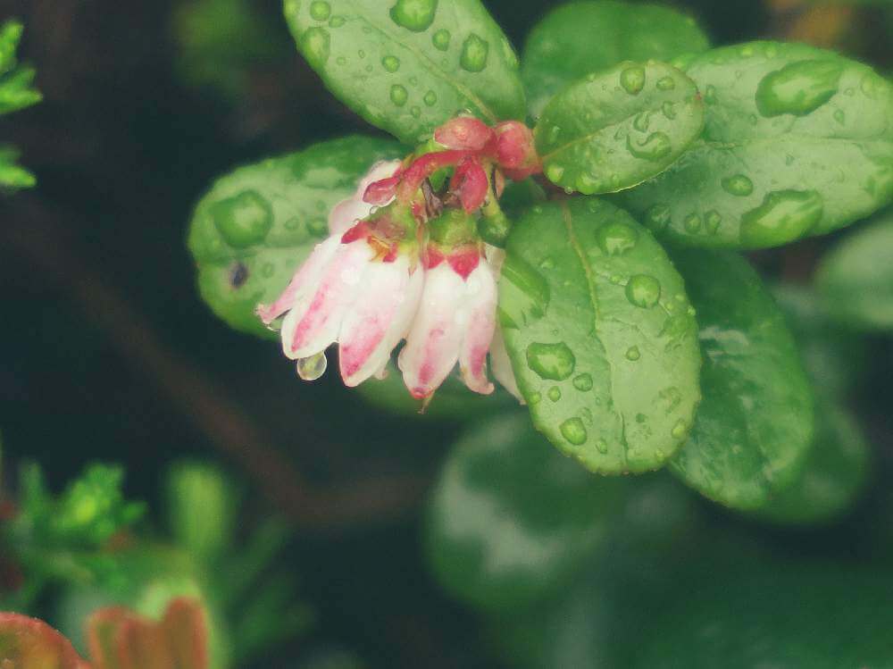 コケモモの花言葉 花や実の特徴 意味や種類は Greensnap グリーンスナップ