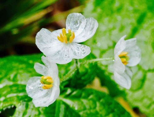サンカヨウ 山荷葉 の花の特徴 花言葉は 透明になる条件 理由は Greensnap グリーンスナップ