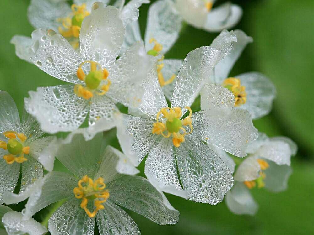 サンカヨウ 山荷葉 の花言葉 花や実の特徴 透明になる理由は Greensnap グリーンスナップ