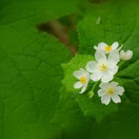 サンカヨウ(山荷葉)の花の特徴｜花言葉は？透明になる条件、理由は？の画像