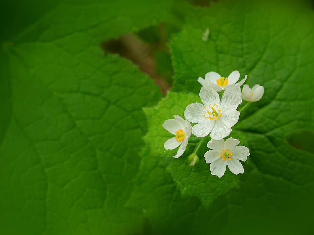サンカヨウ 山荷葉 の花言葉 花や実の特徴 透明になる理由は Greensnap グリーンスナップ