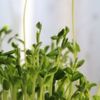 豆苗の育て方｜2回収穫するための再生栽培のコツ！種から水耕栽培で育てられる？の画像