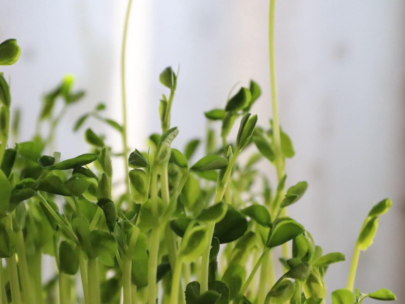 豆苗の育て方 再生栽培のコツは 種から水耕栽培で育てられる Greensnap グリーンスナップ