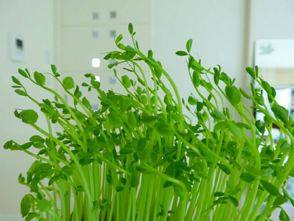 豆苗