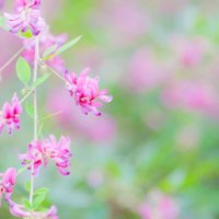 萩(ハギ)の育て方｜剪定や挿し木の時期や方法は？鉢植えでもOK？の画像