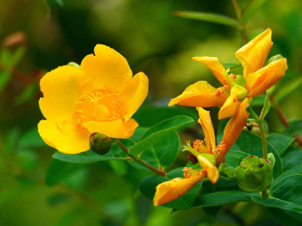 キンシバイ 金糸梅 の花言葉 実や花の特徴 意味や種類は Greensnap グリーンスナップ