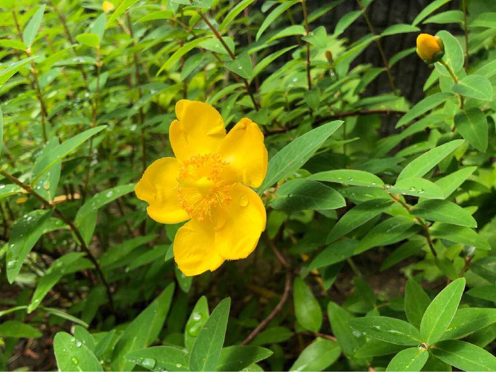 キンシバイ 金糸梅 の花言葉 実や花の特徴 意味や種類は Greensnap グリーンスナップ