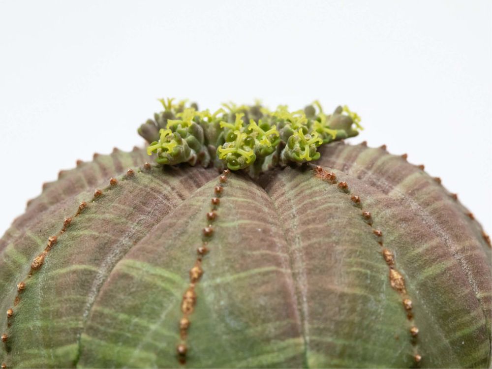 ユーフォルビア　株