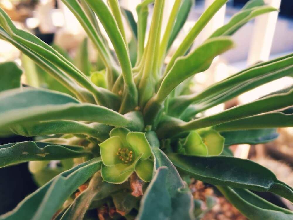 ユーフォルビア　株