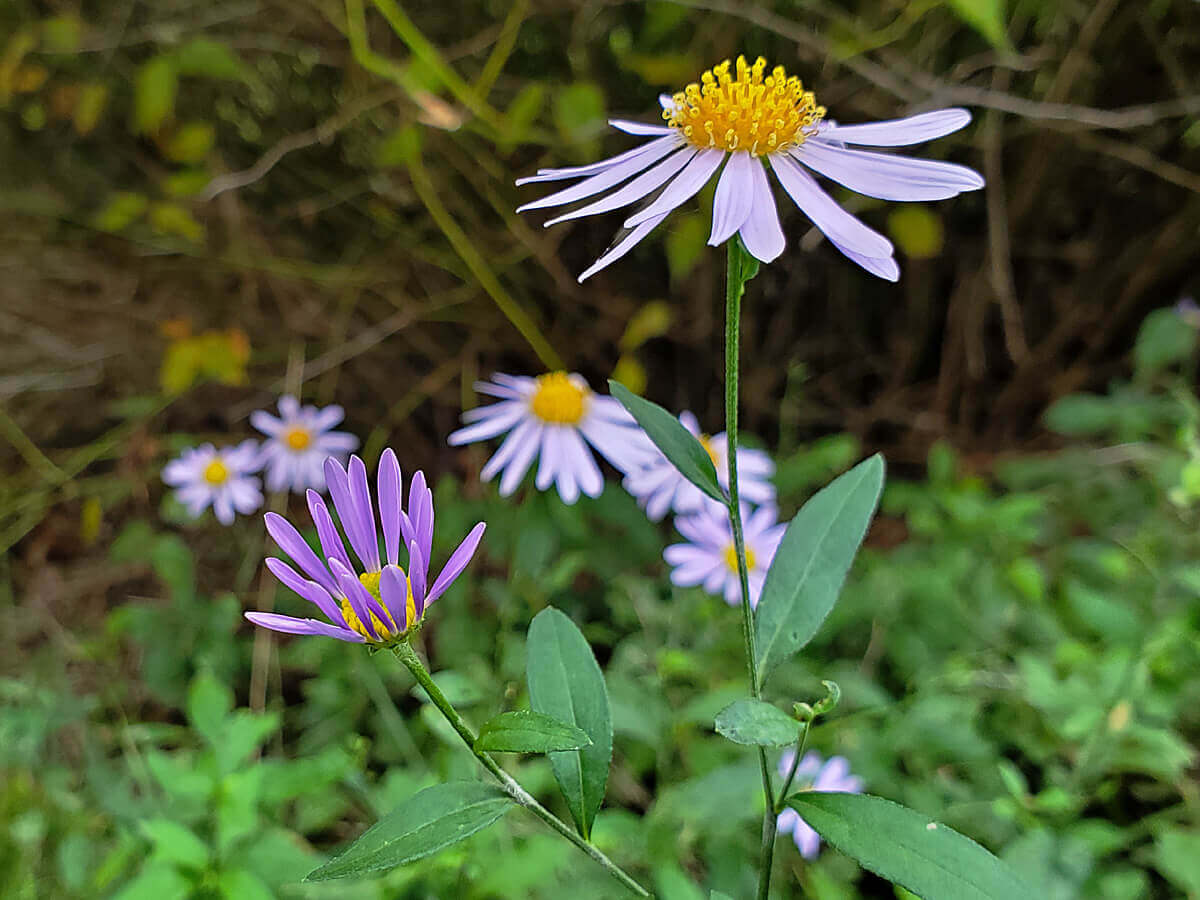 シオン 紫苑 の花言葉 意味や花の特徴 種類は Greensnap グリーンスナップ
