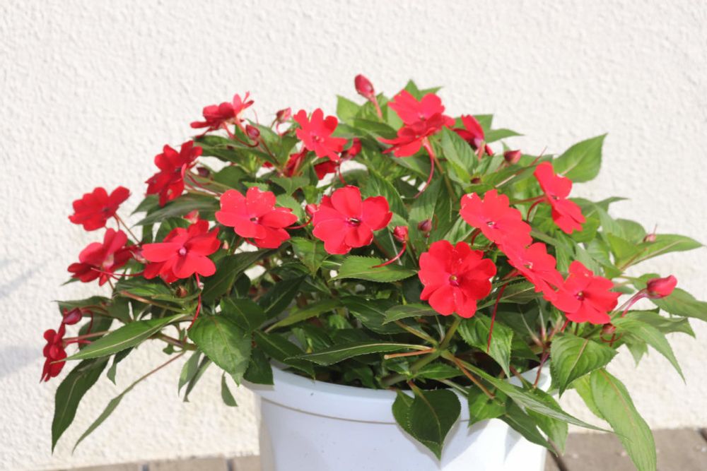 サンパチェンス