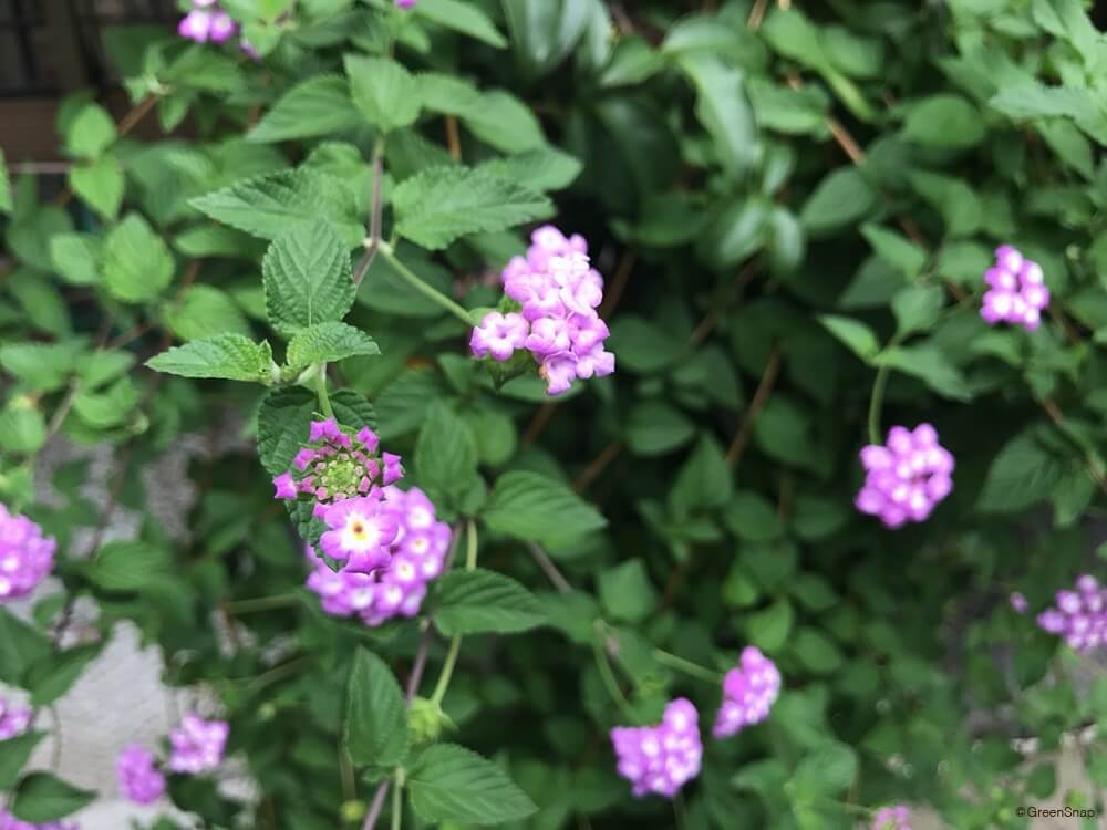 ランタナの花言葉 花の特徴や種類は 白やピンクなど七変化を楽しめる Greensnap グリーンスナップ