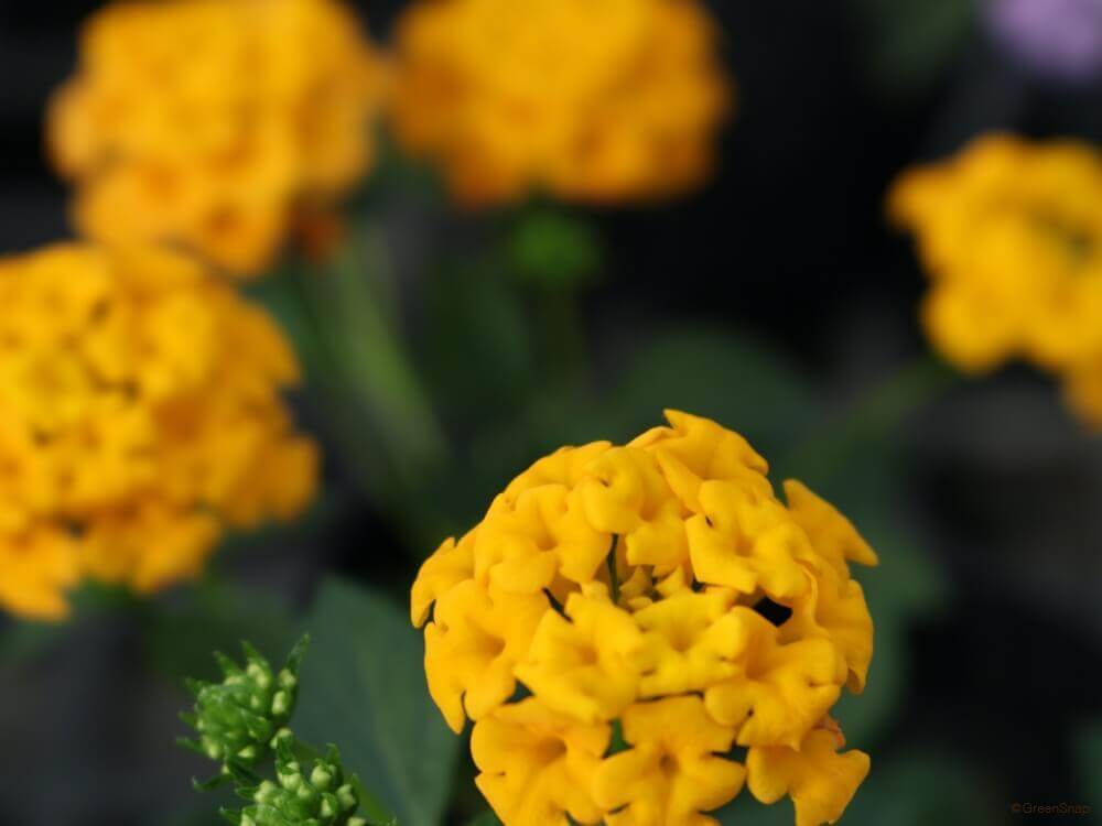 ランタナの花言葉 花の特徴や種類は 白やピンクなど七変化を楽しめる Greensnap グリーンスナップ