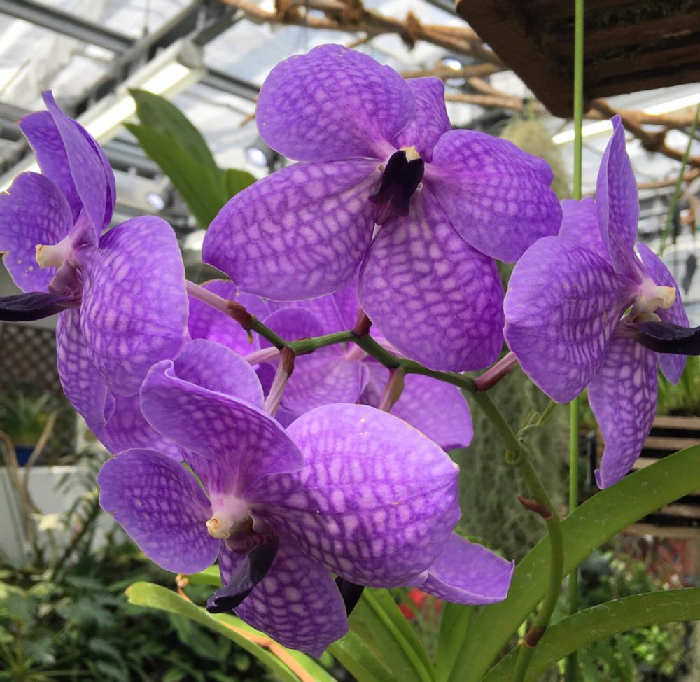 バンダ　ヒスイラン