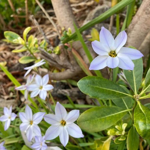 ハナニラの花言葉 種類や花の特徴 花ニラとの違いは Greensnap グリーンスナップ