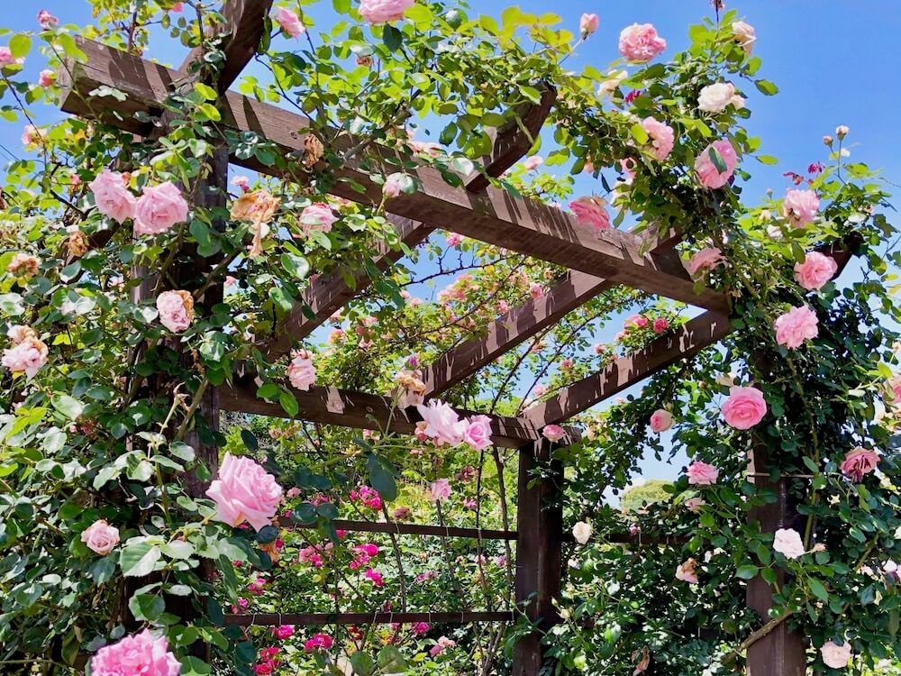 庭づくり　DIY　パーゴラ　ガーデニング