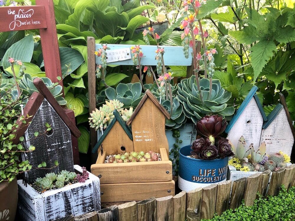 多肉植物　多肉花壇　ガーデニング