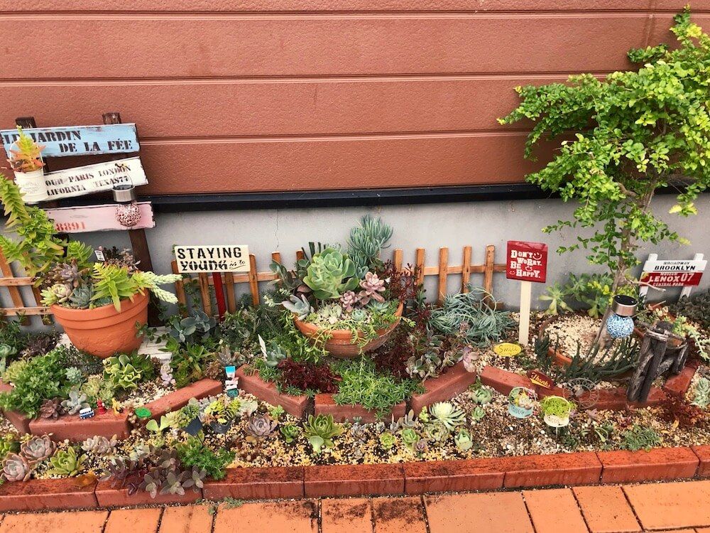 多肉植物　多肉花壇　ガーデニング