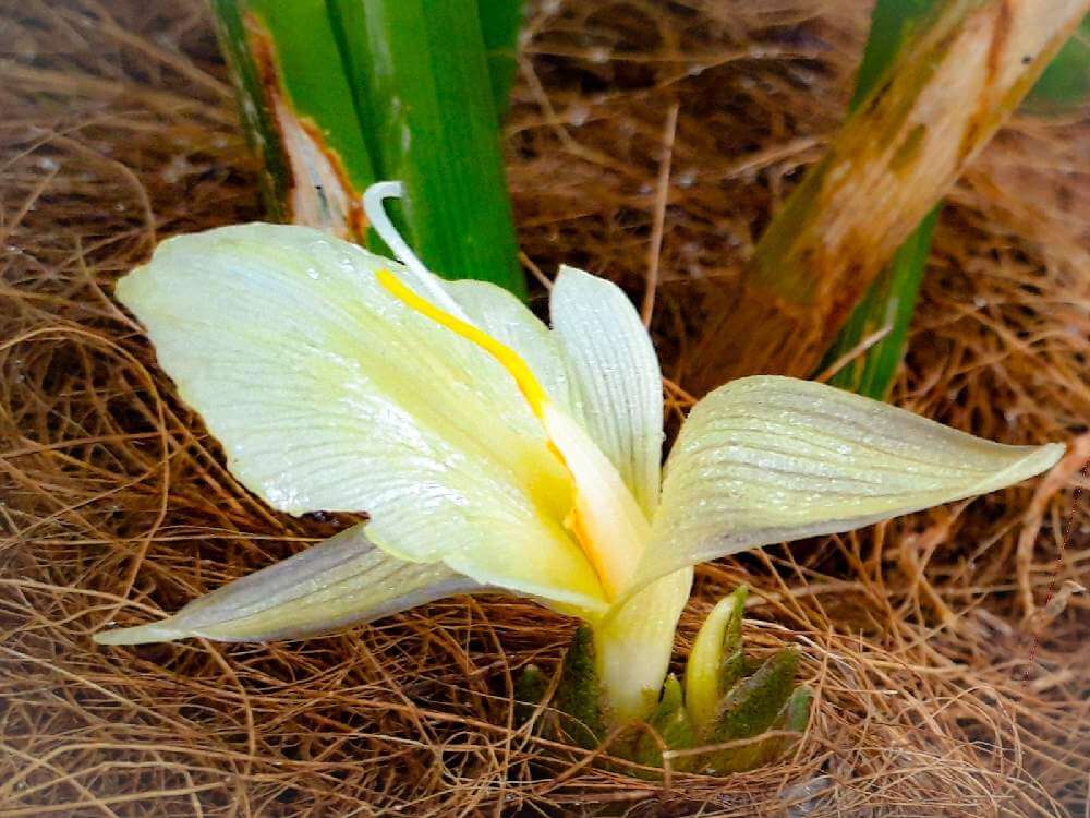 ミョウガ 茗荷 の花言葉 花の特徴や食べ方 栄養や効能は Greensnap グリーンスナップ