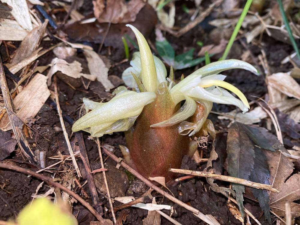 ミョウガ 茗荷 の花言葉 花の特徴や食べ方 栄養や効能は Greensnap グリーンスナップ