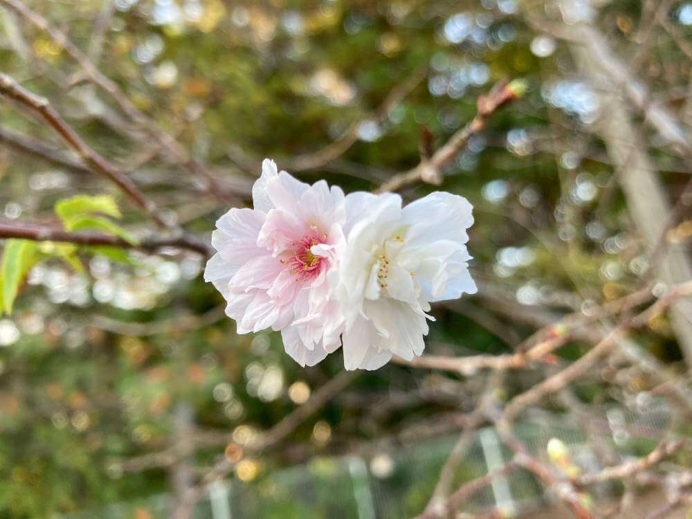 八重桜