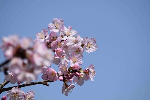 八重桜 ヤエザクラ の花言葉 意味や種類 花の開花時期は Greensnap グリーンスナップ