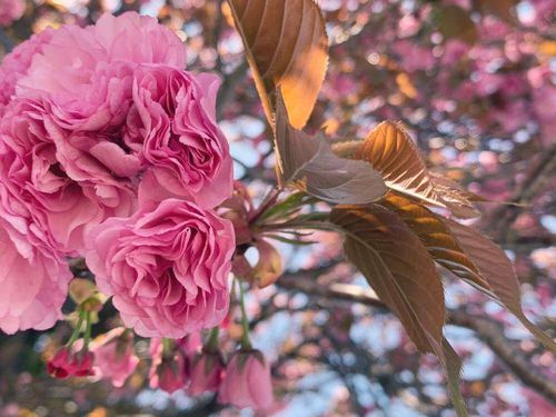 八重桜 ヤエザクラ の花言葉 意味や種類 花の開花時期は Greensnap グリーンスナップ